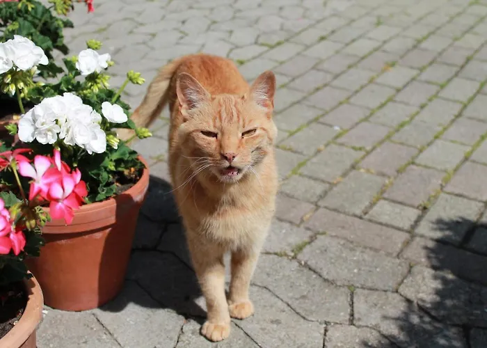 Schwarzwaldhof Apartamento *